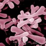 Bifidobacterium