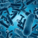 Lactobacillus 
ONE OF SIX BACTERIA KINDS