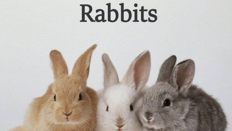 5-Rabbits