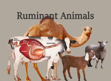 3-Ruminant Animals
