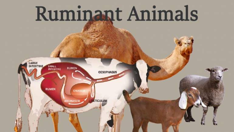 3-Ruminant Animals