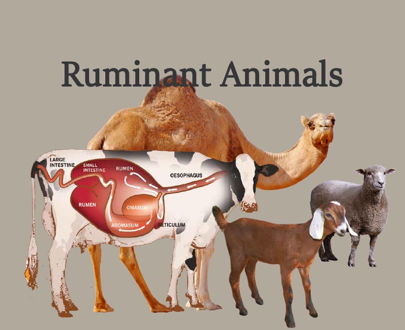 3-Ruminant Animals - Bactizad For Feed Additives