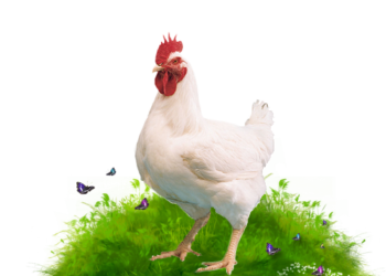 chicken 1